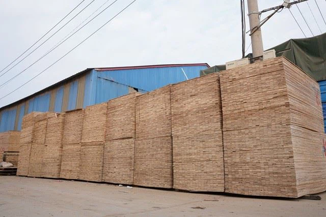 Black Film / Finger Joint Plywood/ XINGANG / China